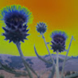 Meet your Posher, Pam